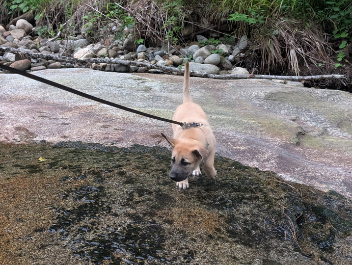 chinook dog